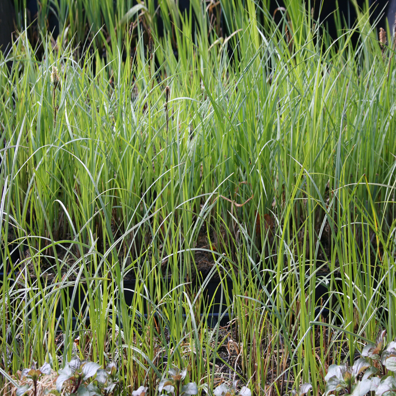 Plantenfilter